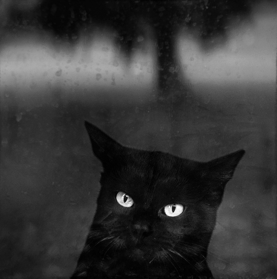 EMOI d'images 6-Noir&Blanc - DEGANIS Robert - Chat noir